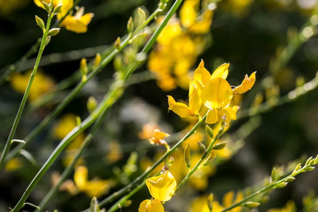 Casali Costadoro Acquaviva Picena Eksteriør billede